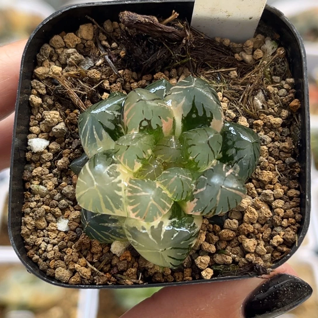 83龙爪玉露锦福利专场