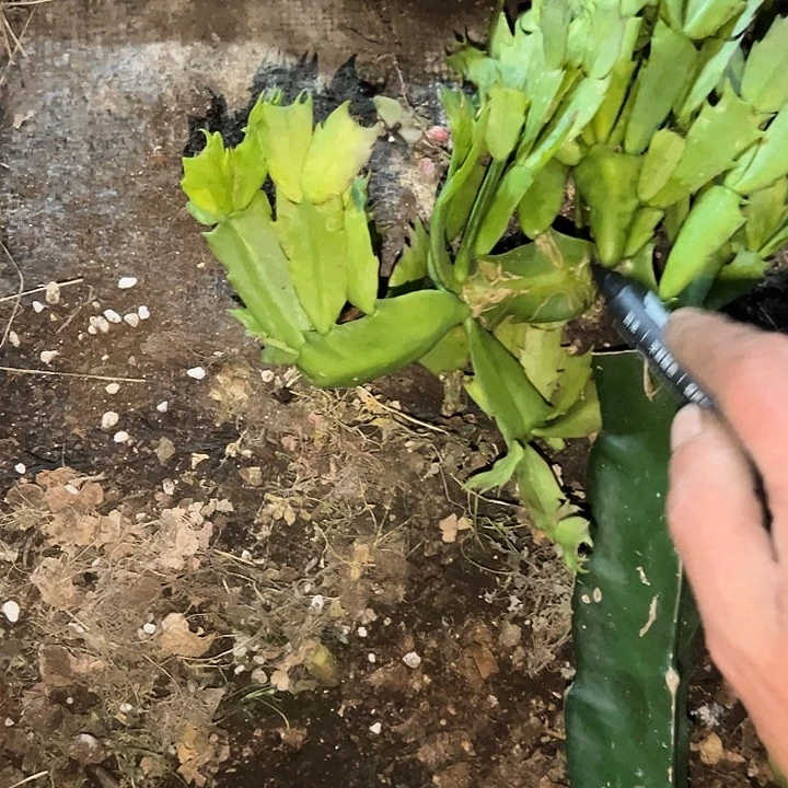 *****，9号带盆不纯桑吉他，不包断头