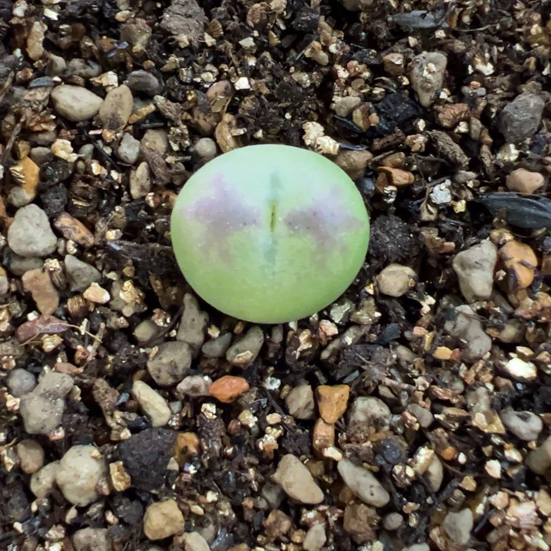 灰***灰桃实生 多肉植物多肉植物