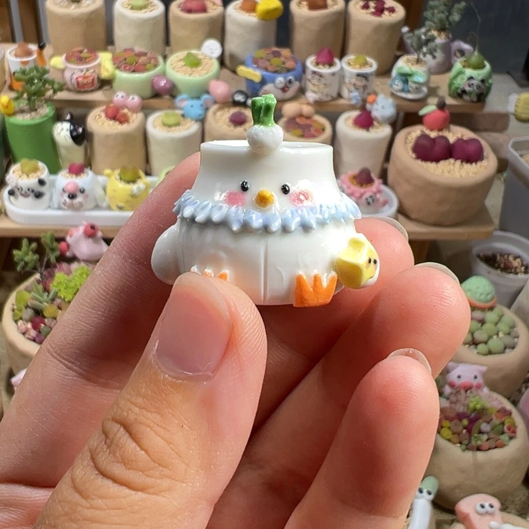 孤多肉植物40号种鸽子蛋