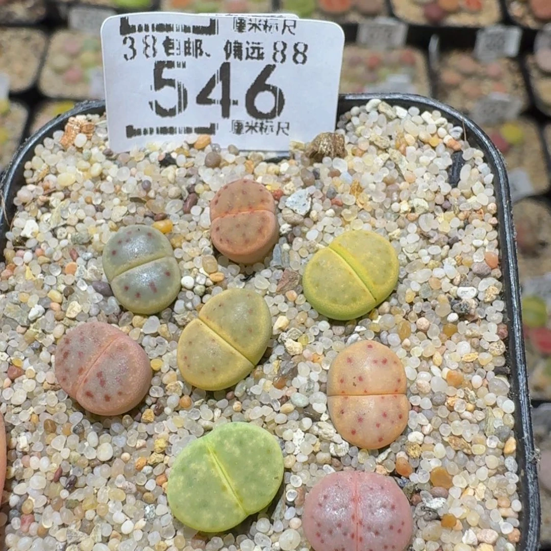 Ssss精品生石花546