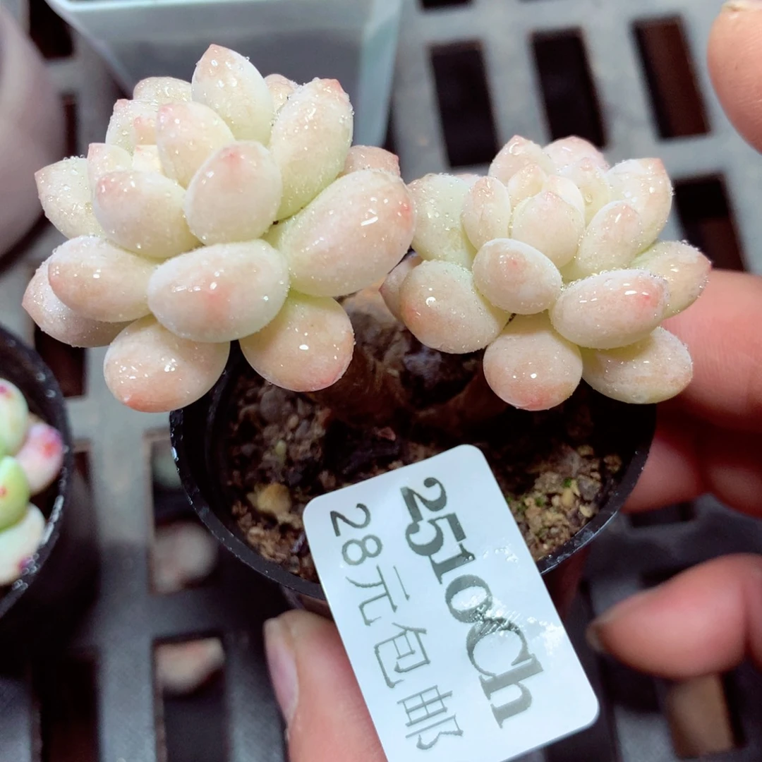 5厘米盆精控多肉2510