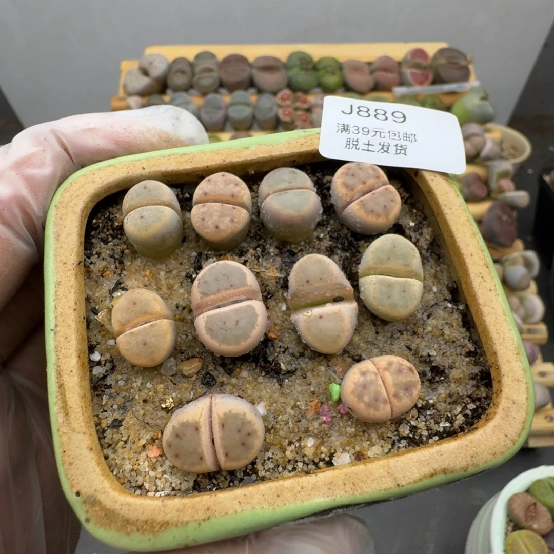 889恍恍惚惚哈哈哈