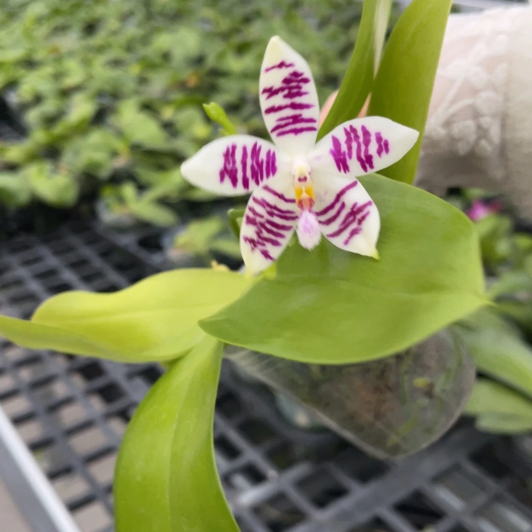 完全开放蝴蝶兰蝴蝶兰