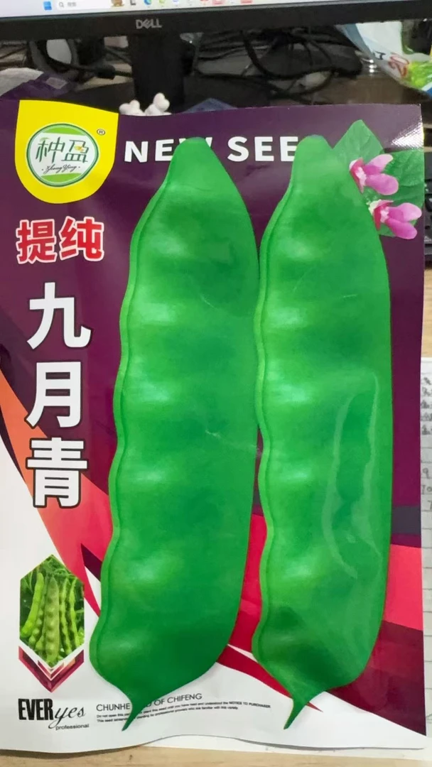种盈提纯九月青豆角种子