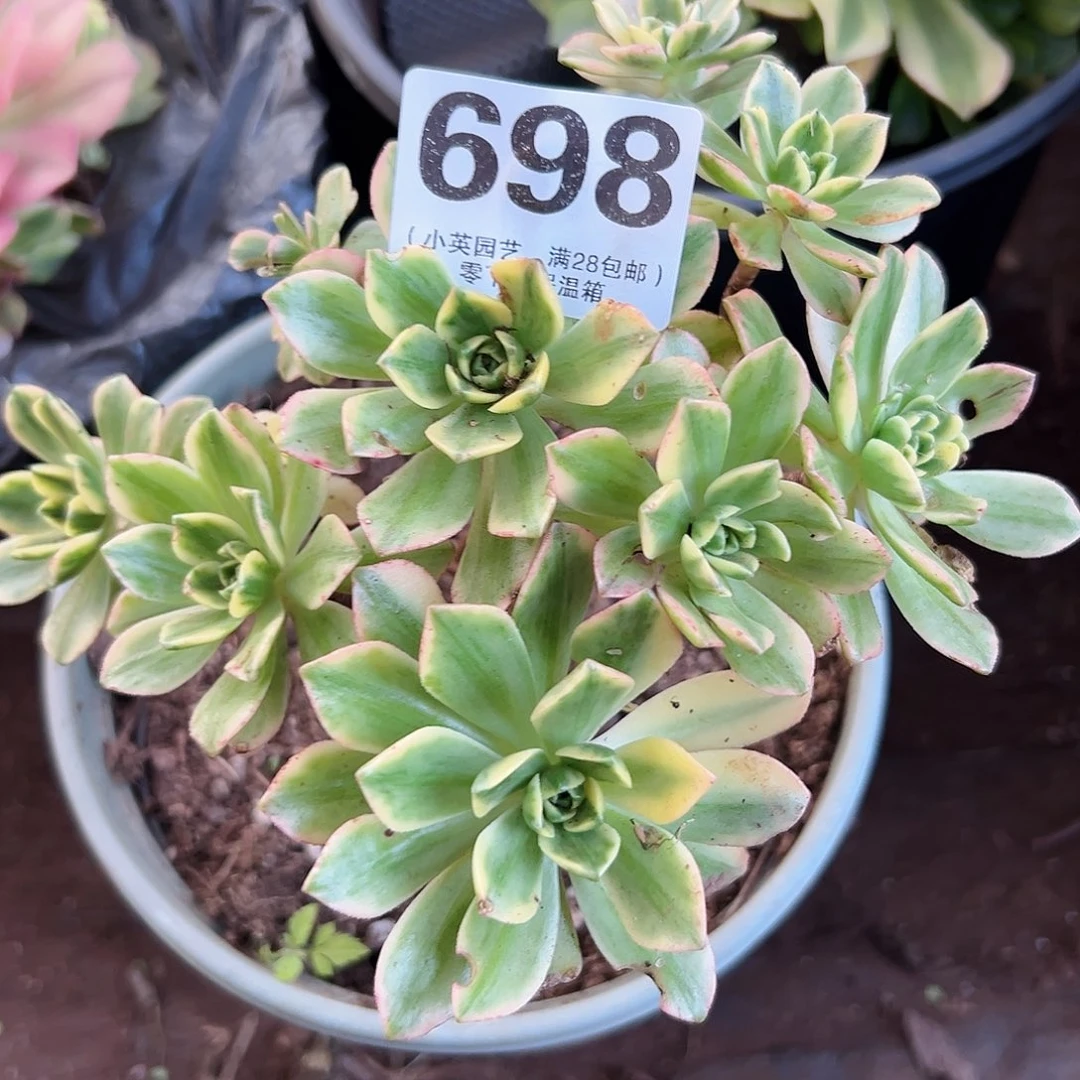 甜茶698多肉植物多肉植物