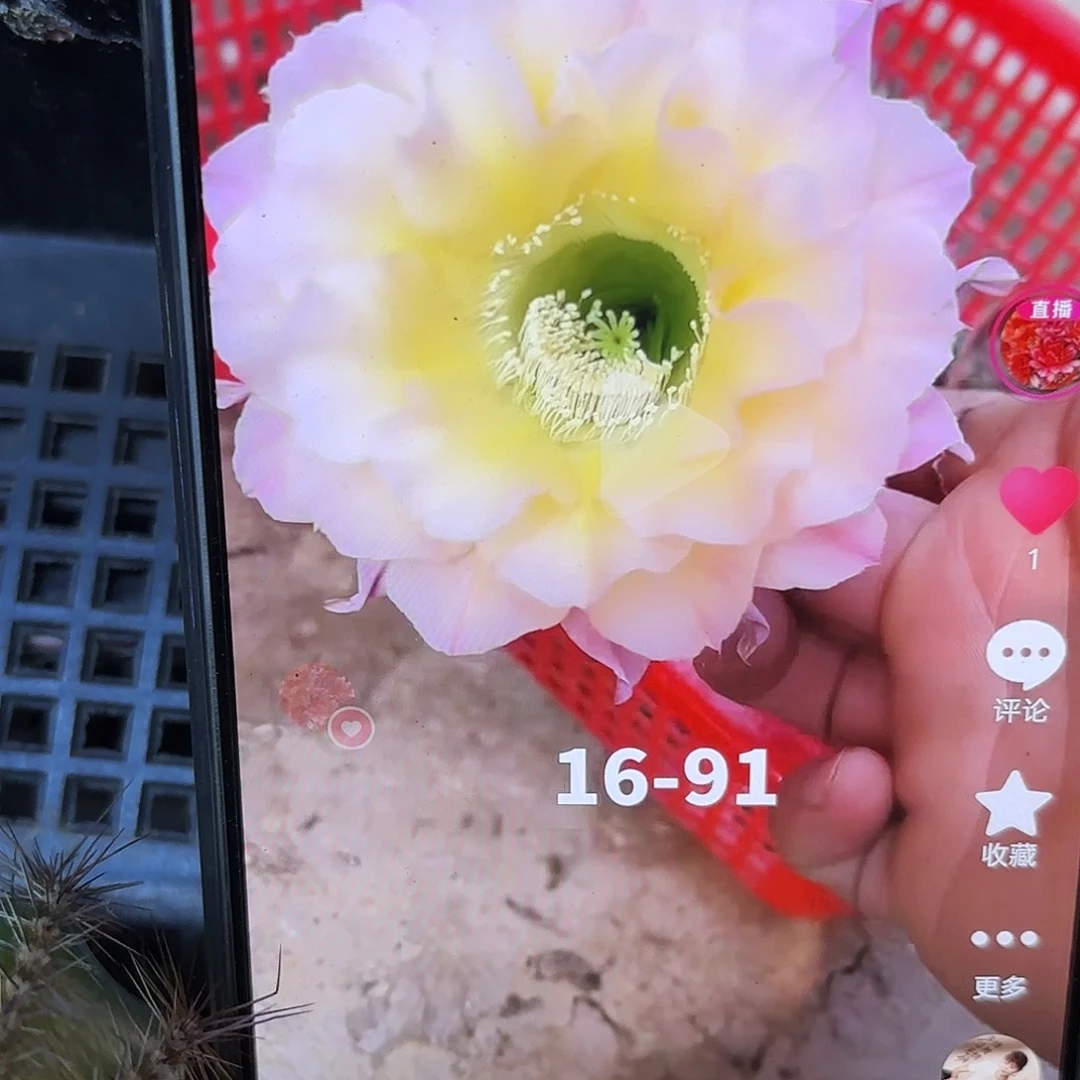 16-91彩侧牙20包邮10