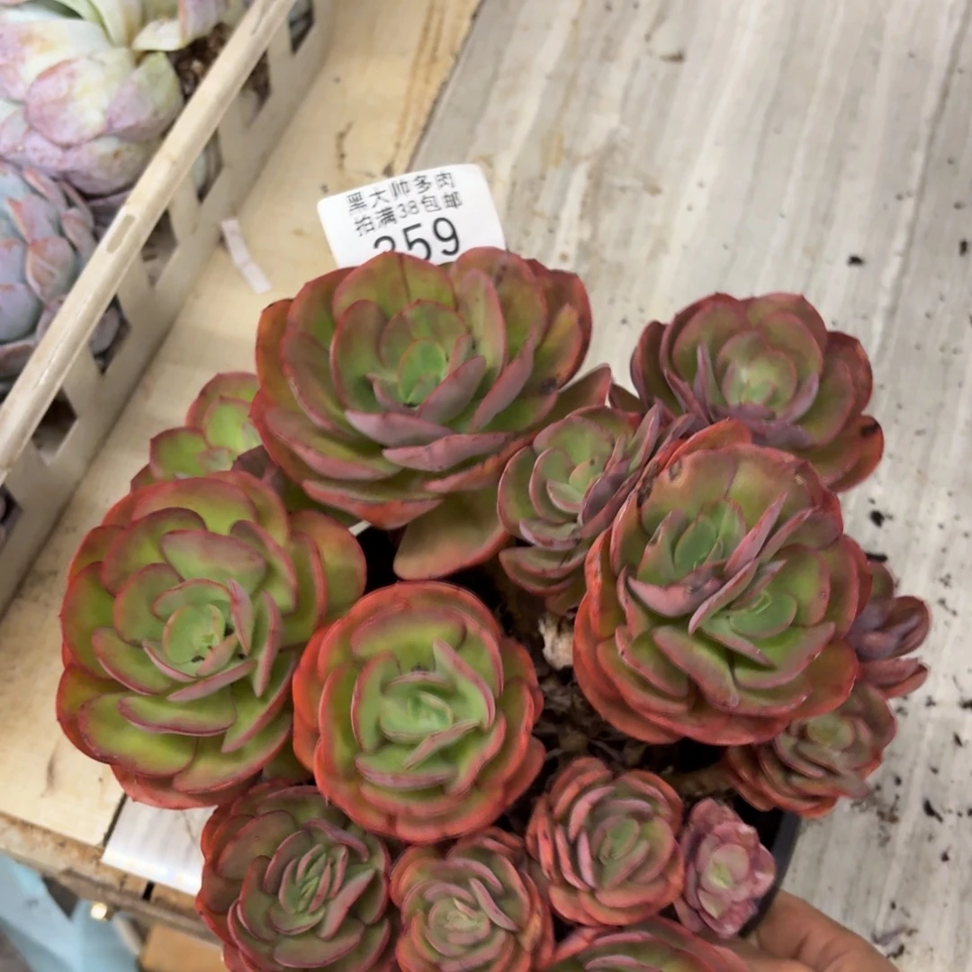 黑大帅多肉359秀妍