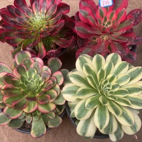 874多肉植物组合