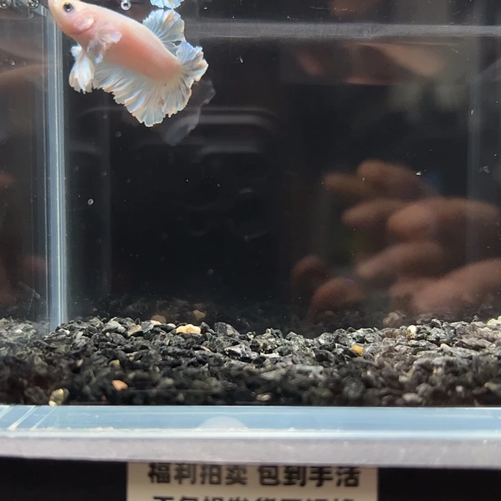 斗鱼竞拍跑单拉黑6日121