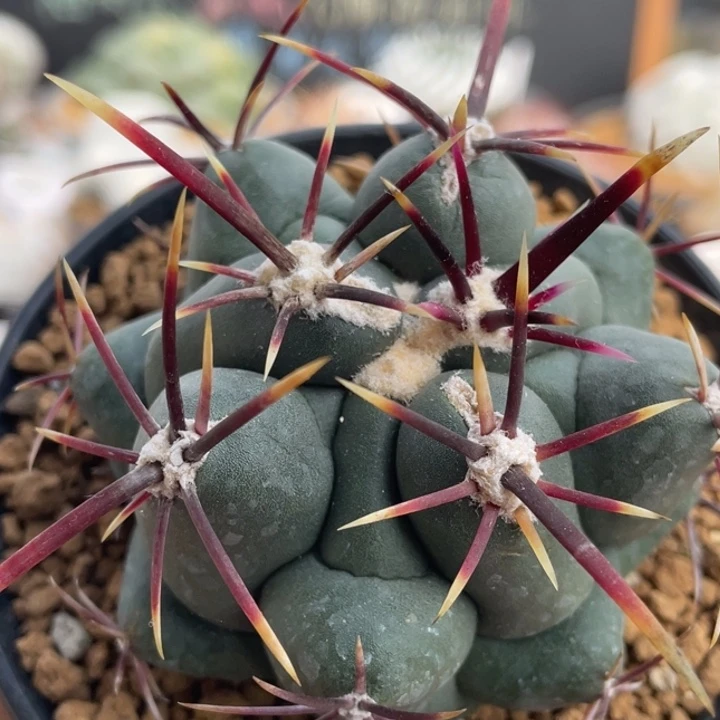 大红鹰        折后价