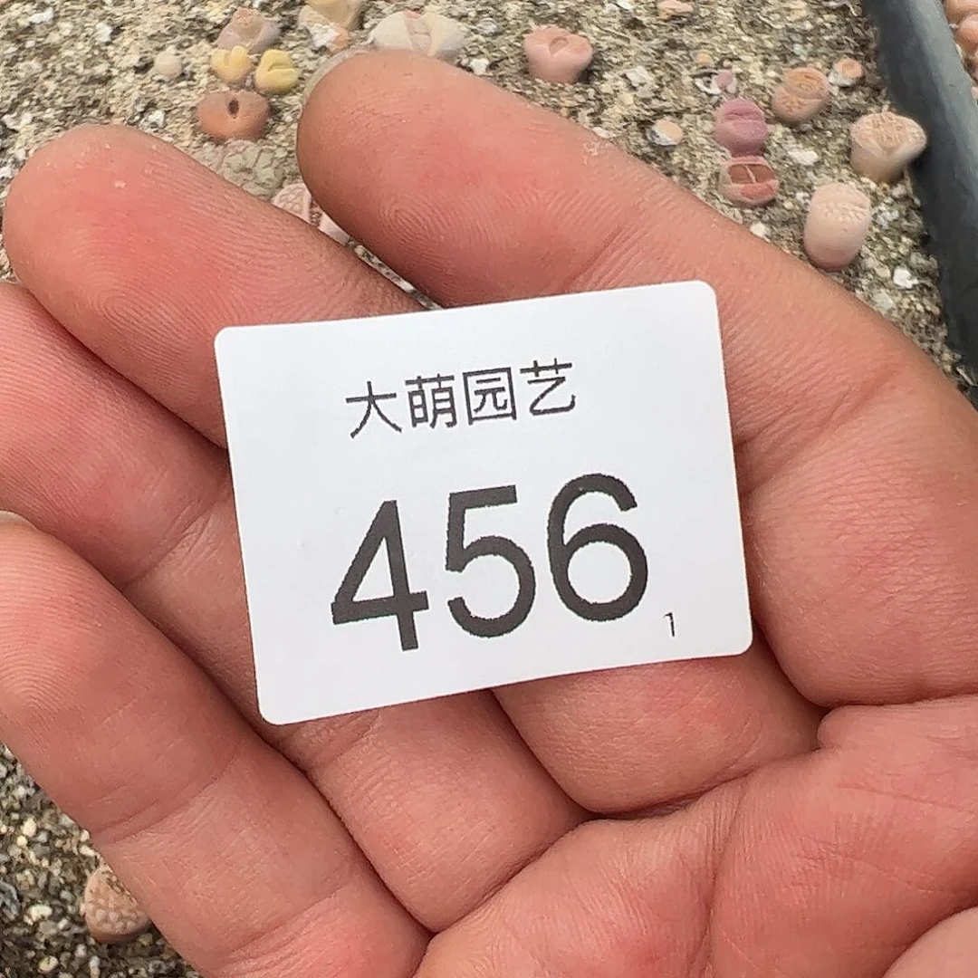 0000456 清框脱土发无售后