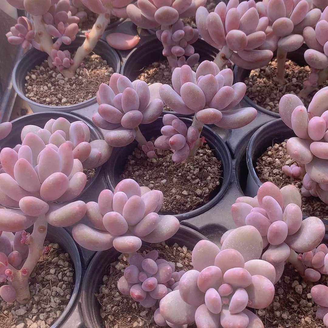 海狸美人235677889990