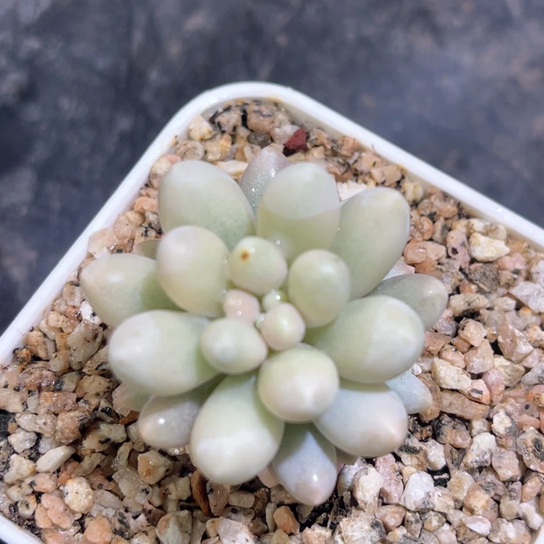 多肉特价婴儿手指锦带崽