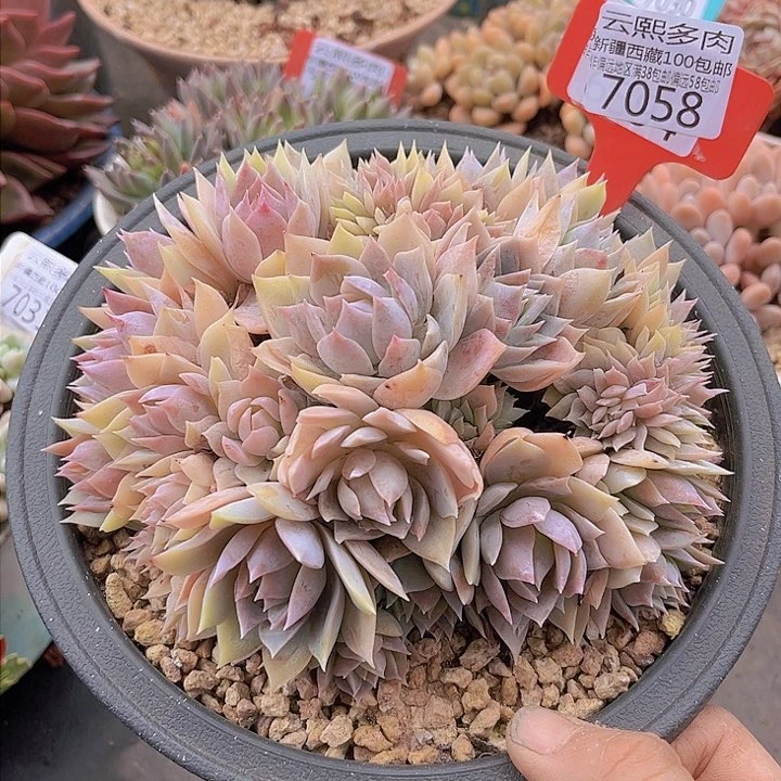 7058木樨甜心缀。