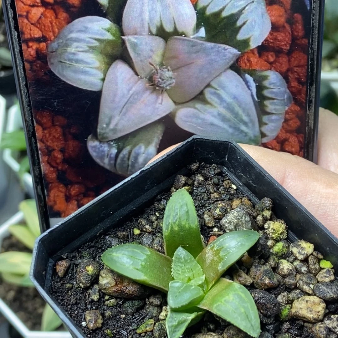 白百何实生一物一拍