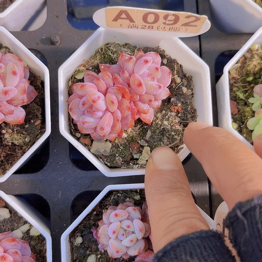 A082星星橙一物一拍