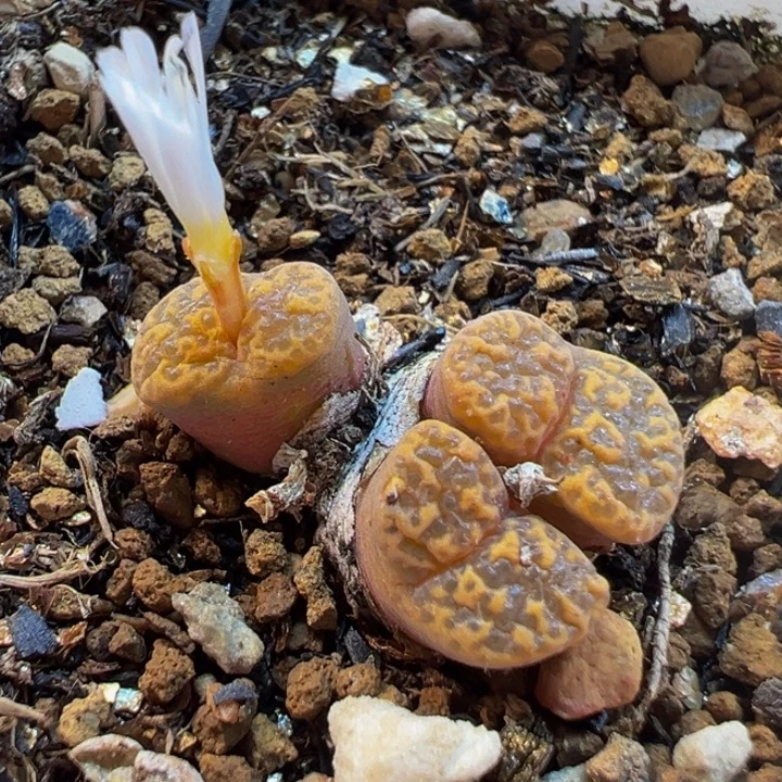 黄勋章多肉带盆植物