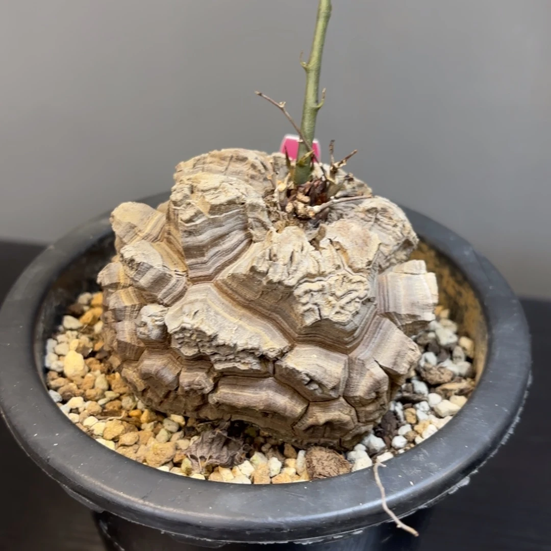 3号日系南非龟甲龙带盆