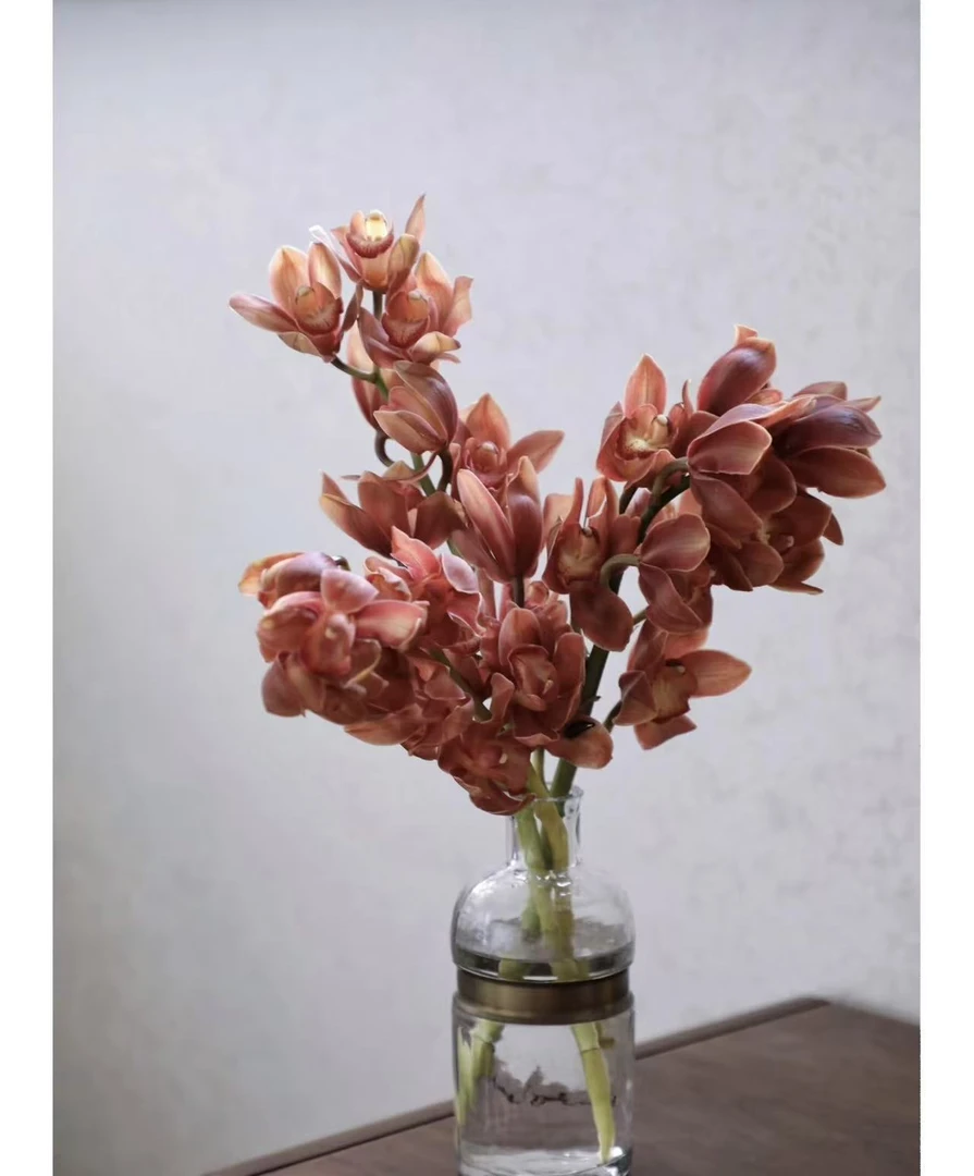 【长腿咖色蕙兰   1支 】任意2单升级顺丰冷链/德邦空运