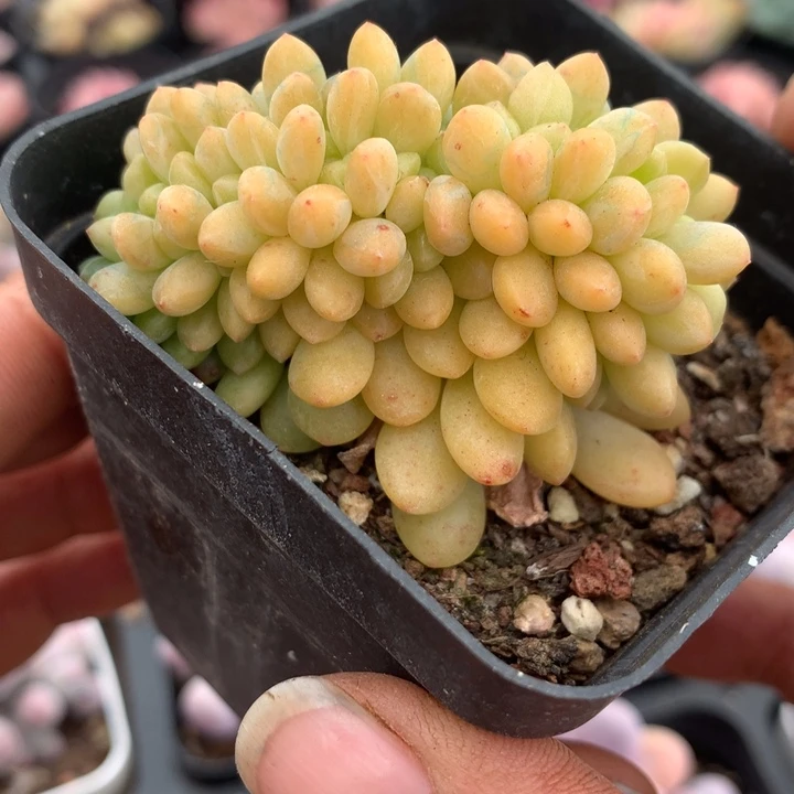 香格里拉缀一物一拍