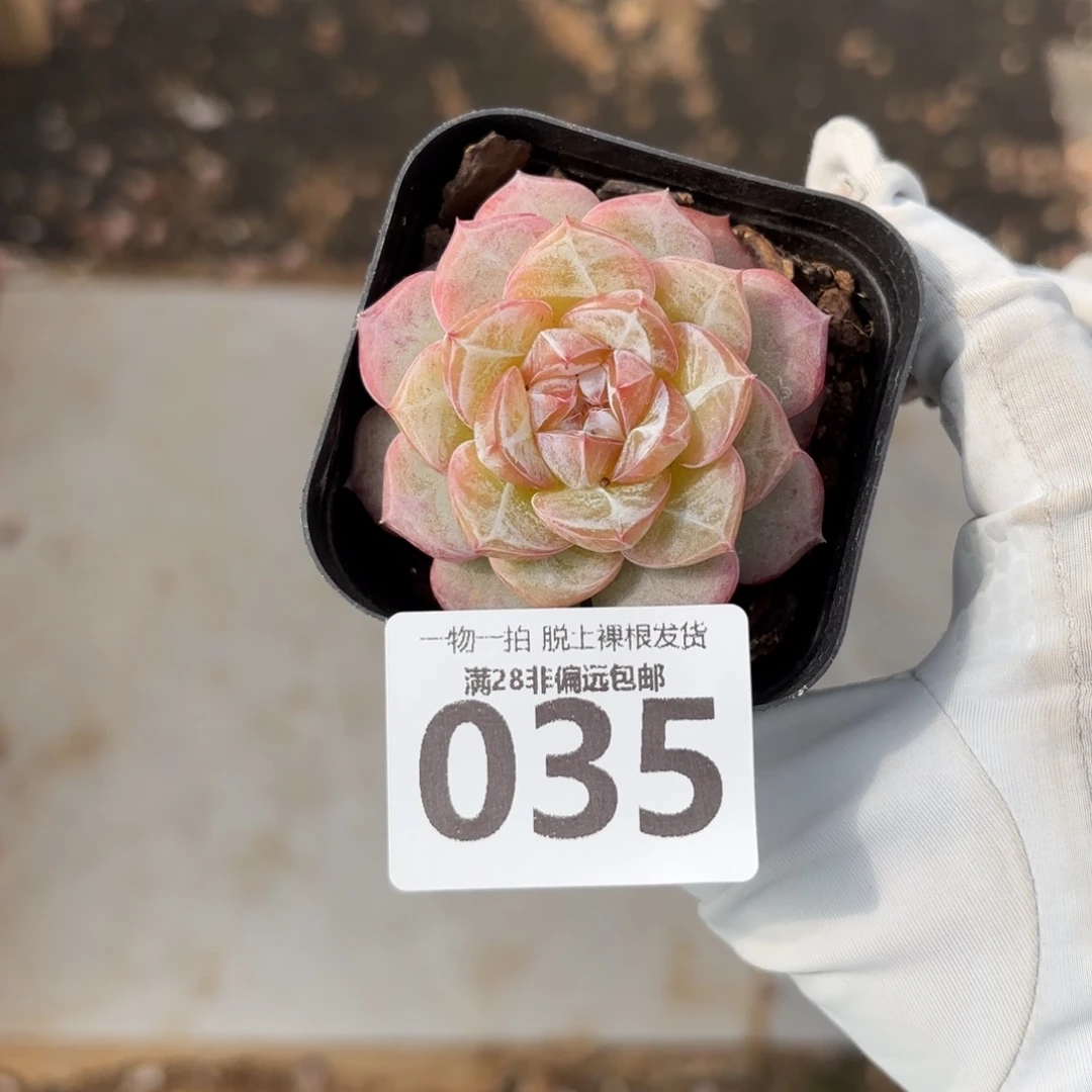 柠檬珍妮无盆土发货