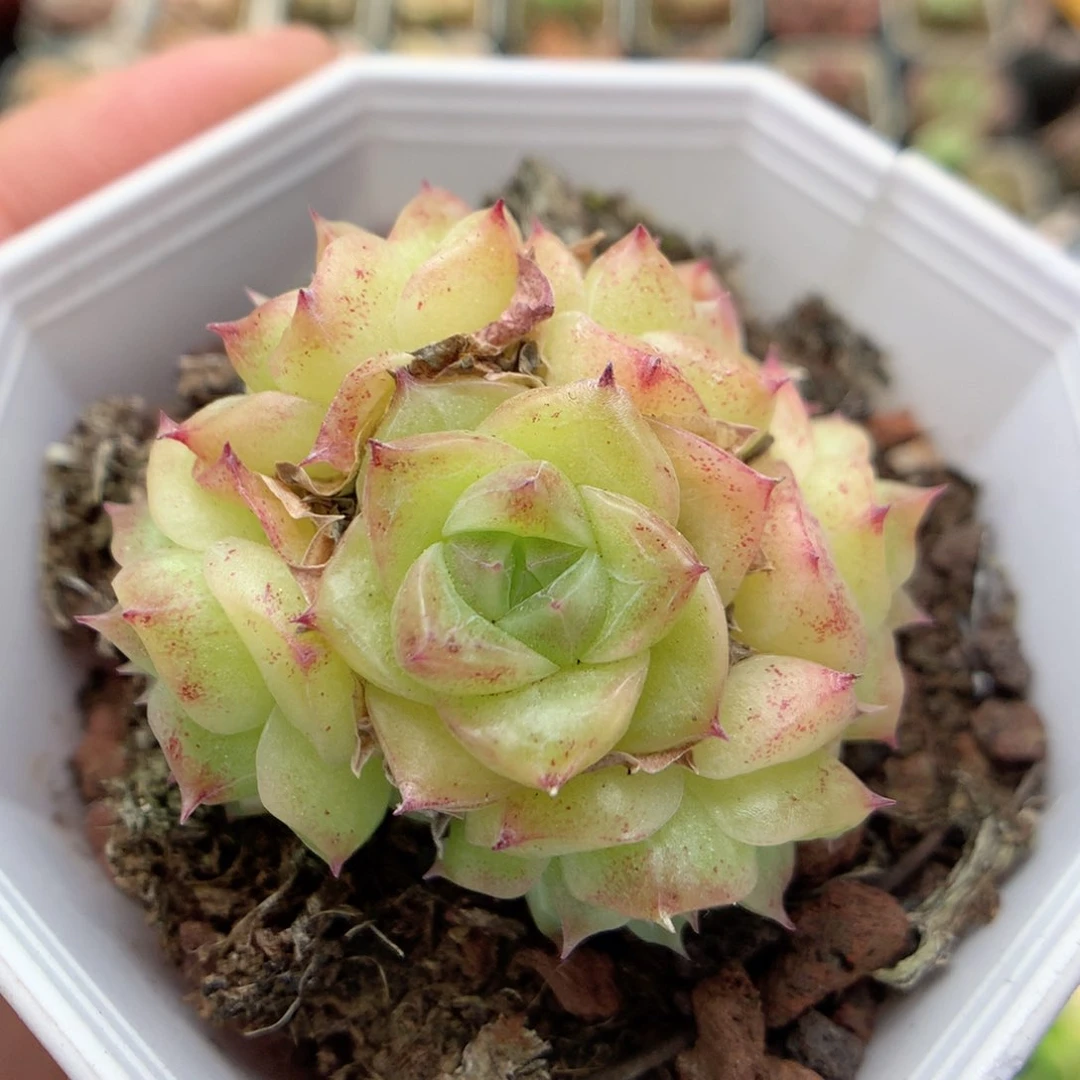 D85 柿子多肉20包邮两天凑单，偏远地区不发货