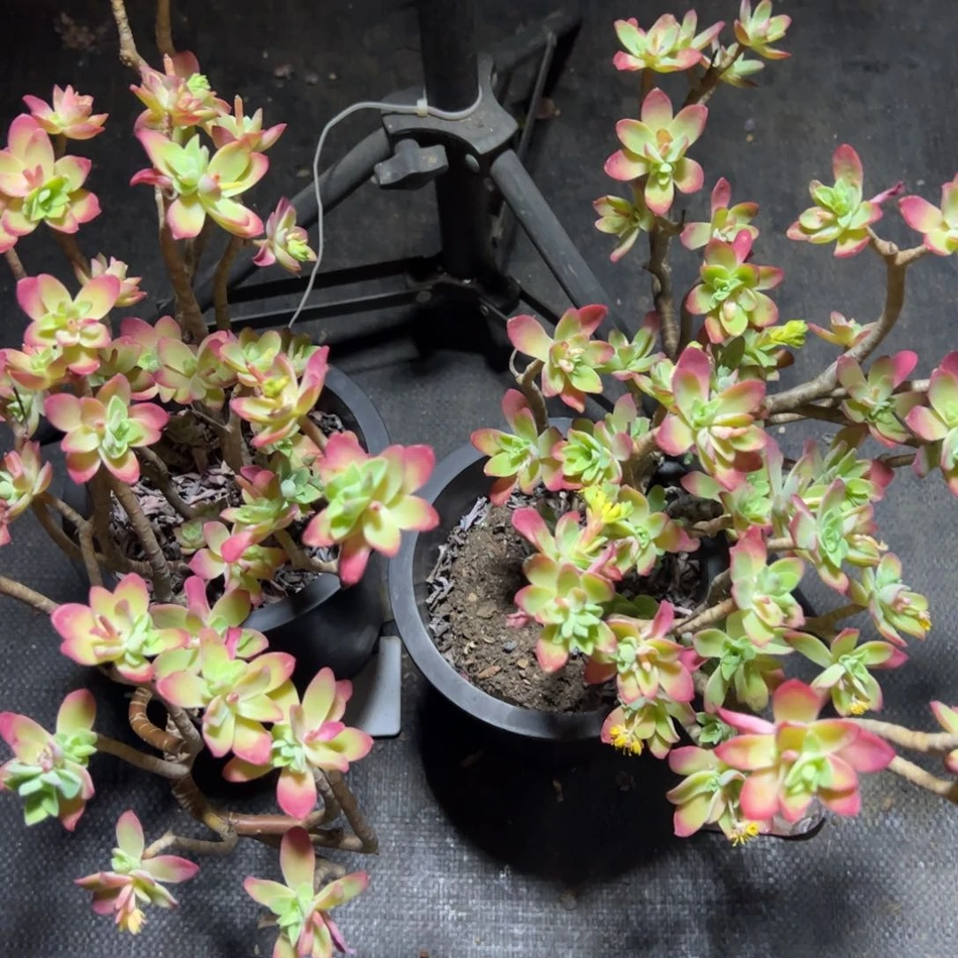 薄化妆飘枝大盆两盆