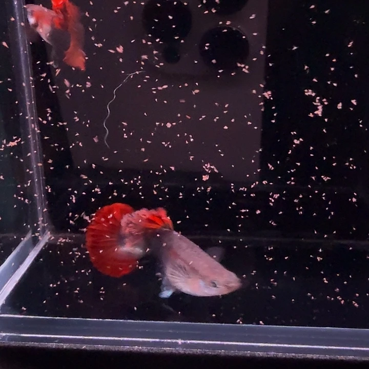 孔雀鱼爆绒折扇种鱼1对