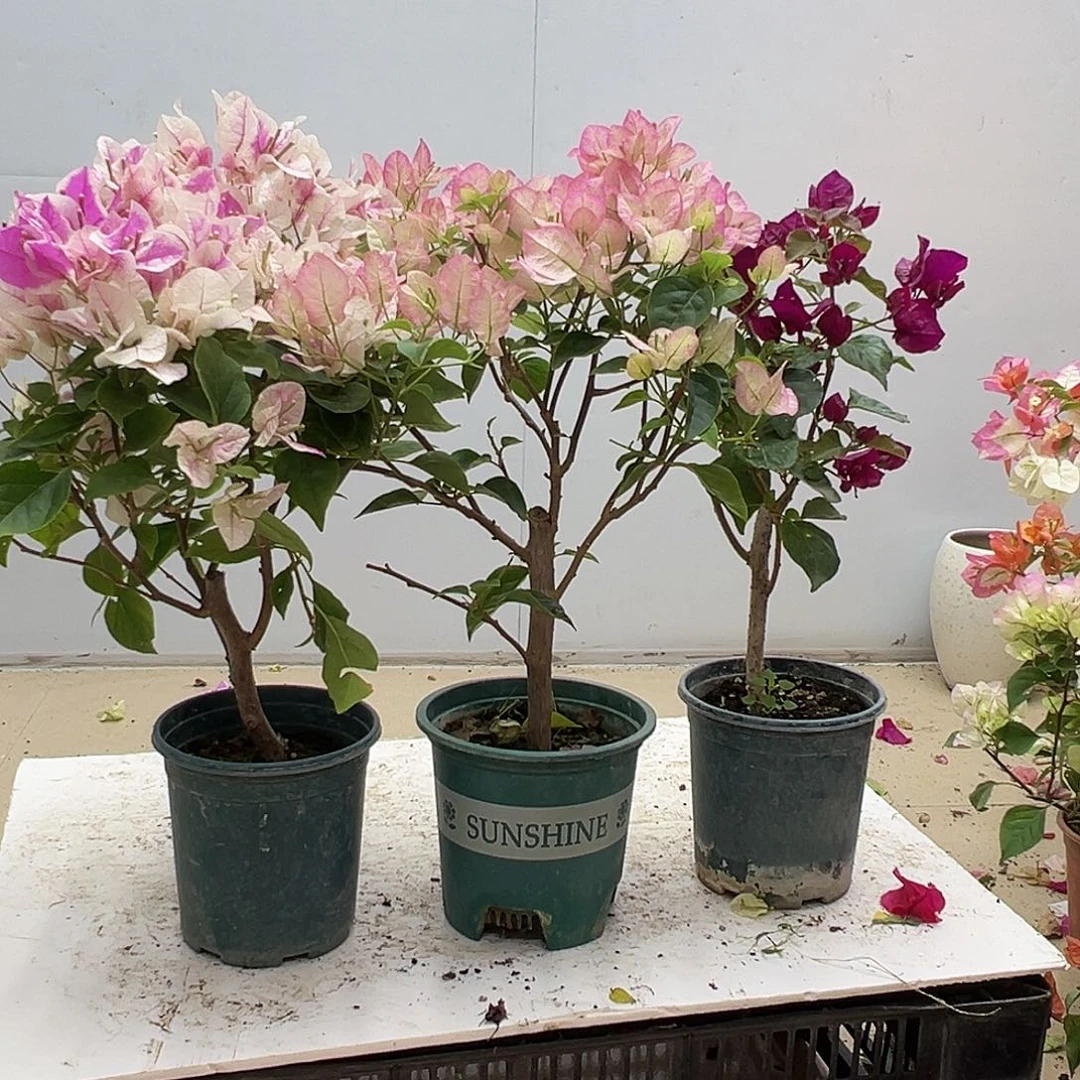 大部分花苞少量开放章红英，五宝，黑暗行者组合