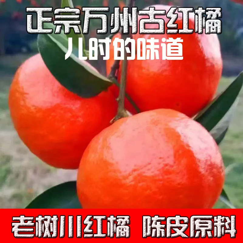 【极兔】正宗川陈皮原料农家老树川红橘子产地直发川红橘万州古红桔