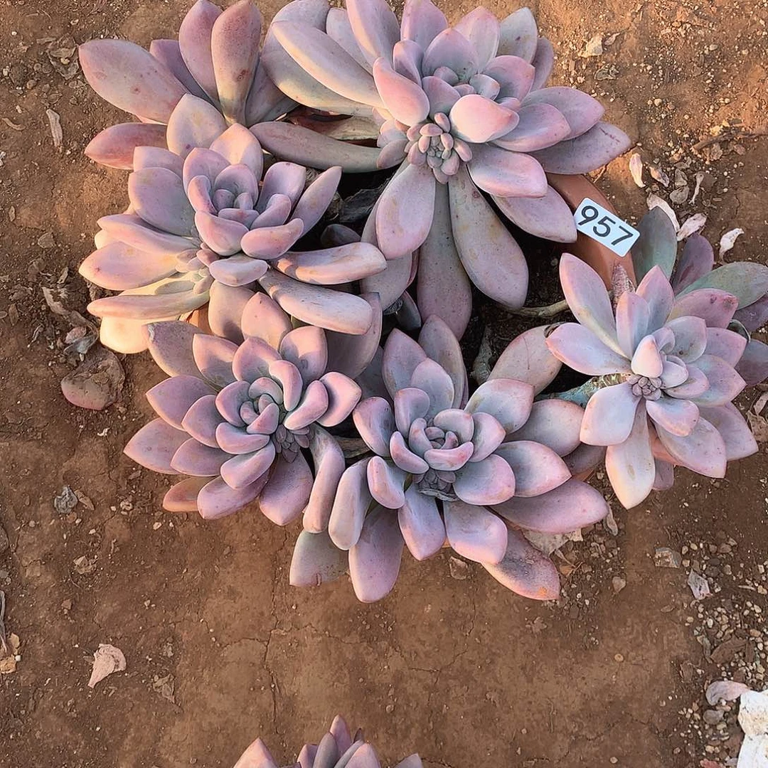 957 一物一拍多肉