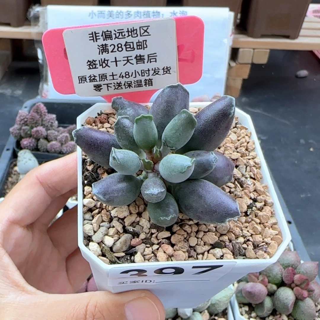 379艺妓海豹多肉