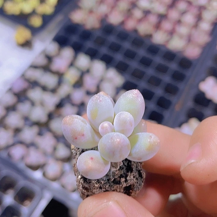 汤圆【满10颗包邮】