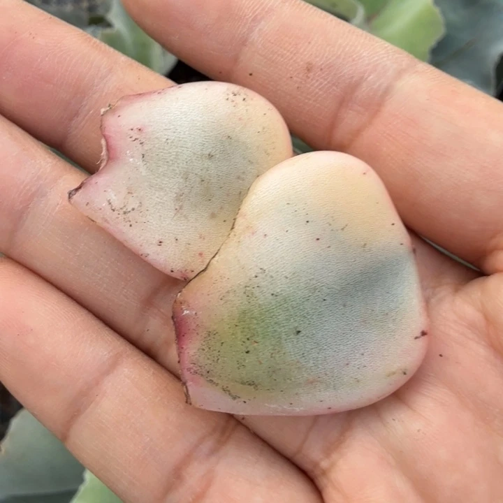 夜魔侠锦一组叶片腹轮锦