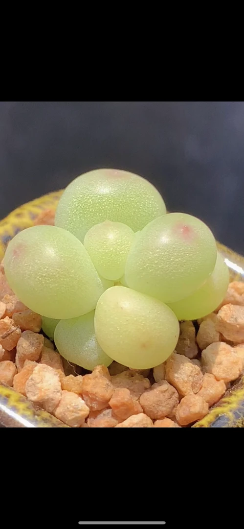 萤火虫奶酪 冰糖体 起荧光的一棵 多肉植物