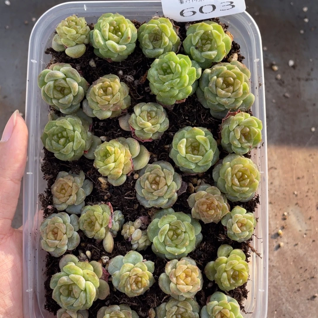 糕大上多肉植物603