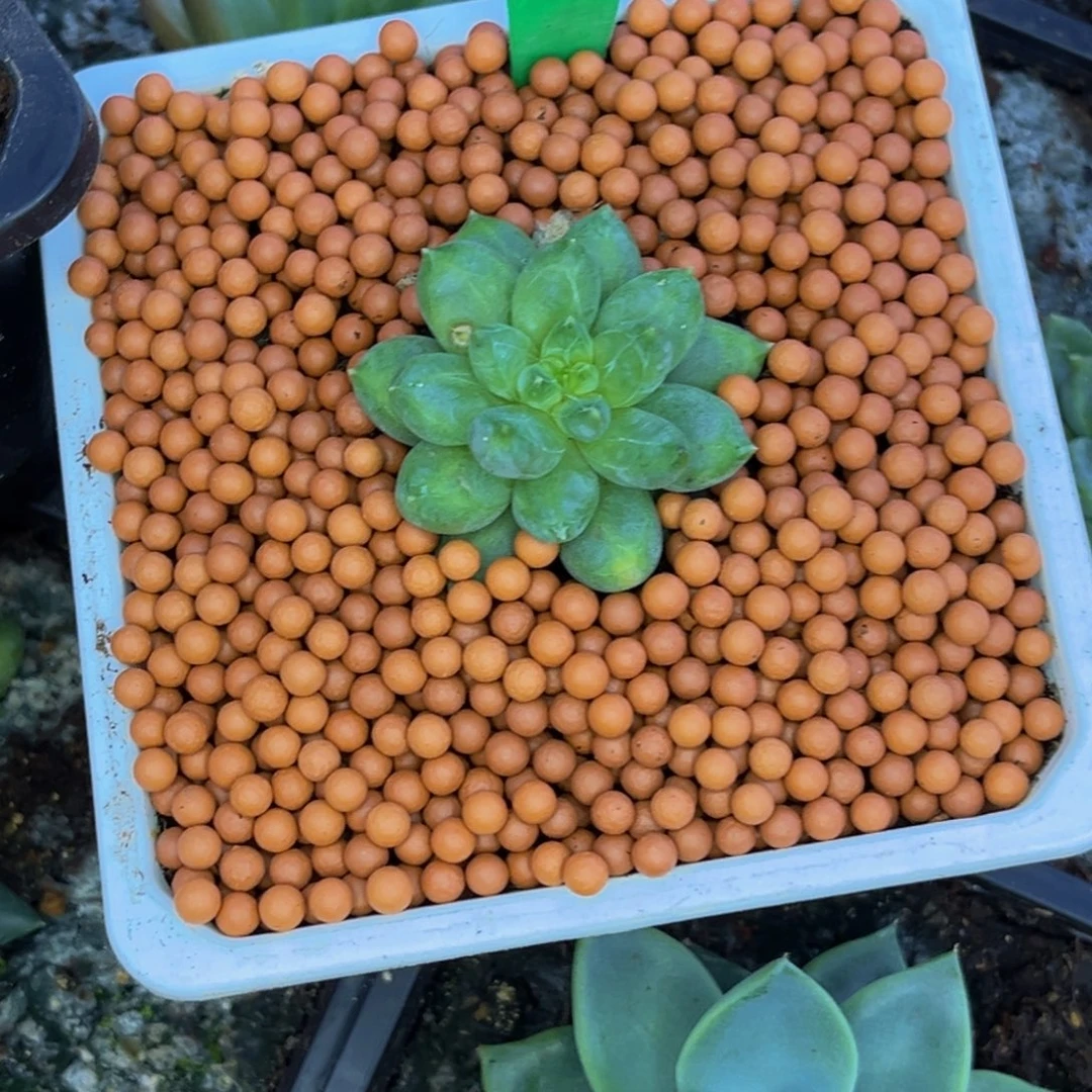 ****音0743号早上多肉植物群生