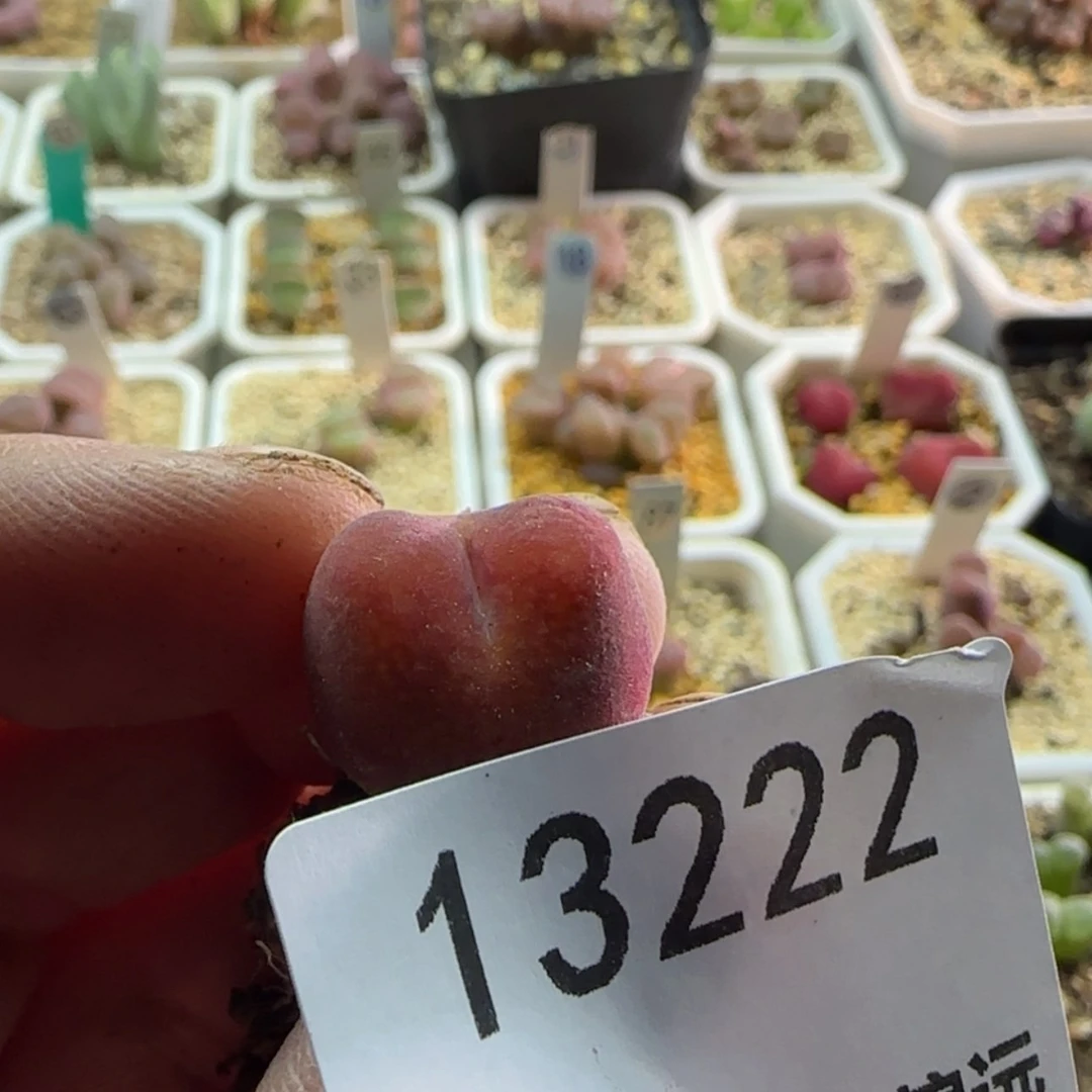 【闪购商品】一*″13222