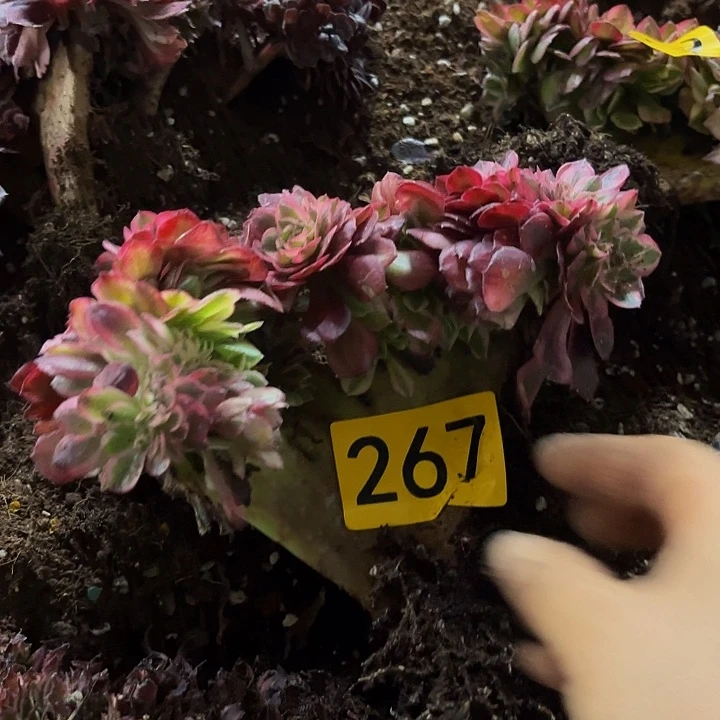 多肉植物缀化267