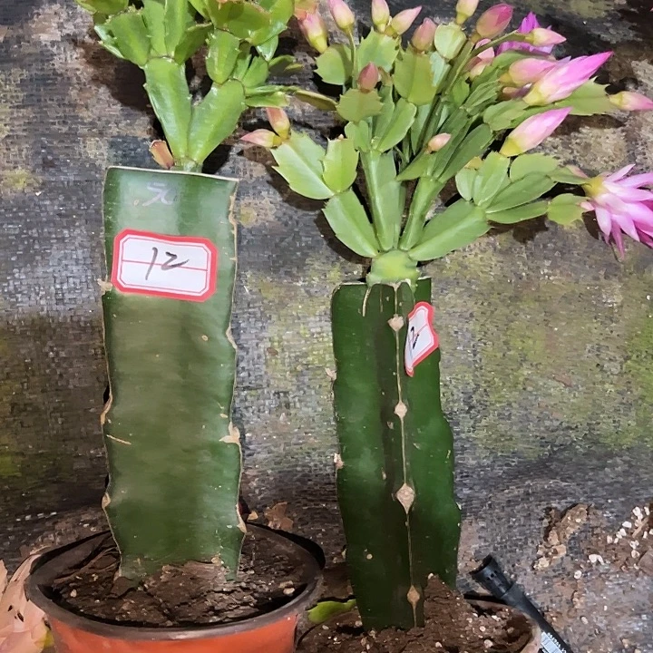 &***&，12号带盆050.060