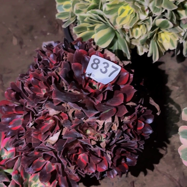 837蒙娜丽莎多肉植物