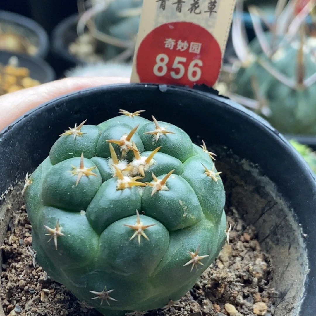 实生獠牙4cm一棵仙人球