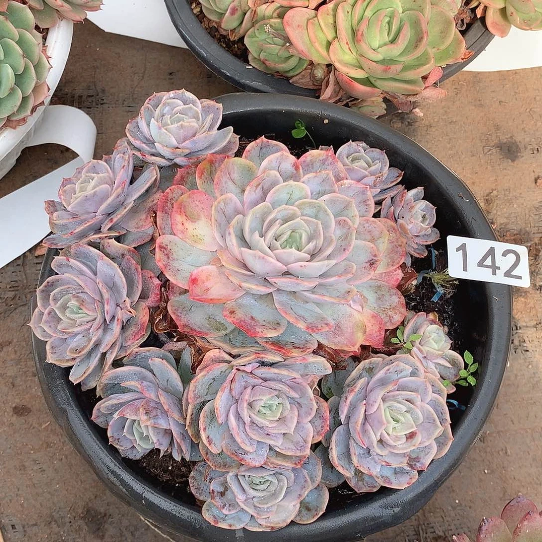 142蓝色惊喜一物一拍多肉