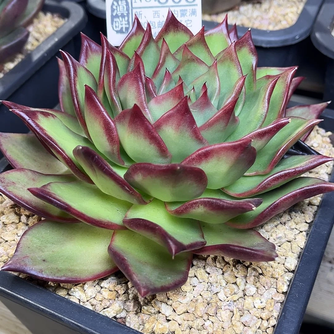 308………………………………冬云