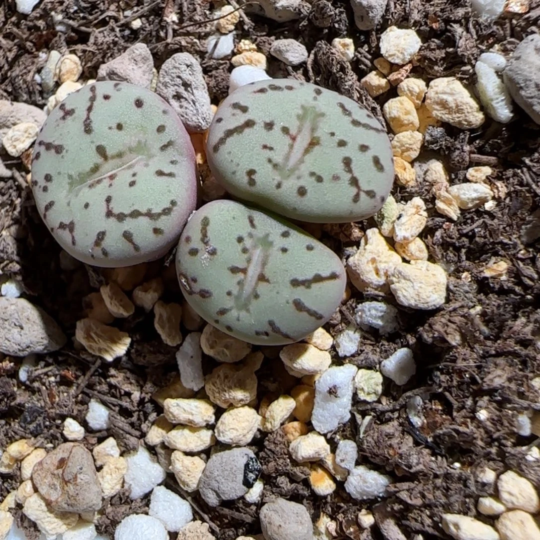 肉锥多肉植物很好看-荷叶1696