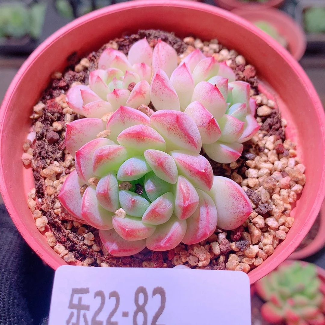 乐然22-82 白桃汽水