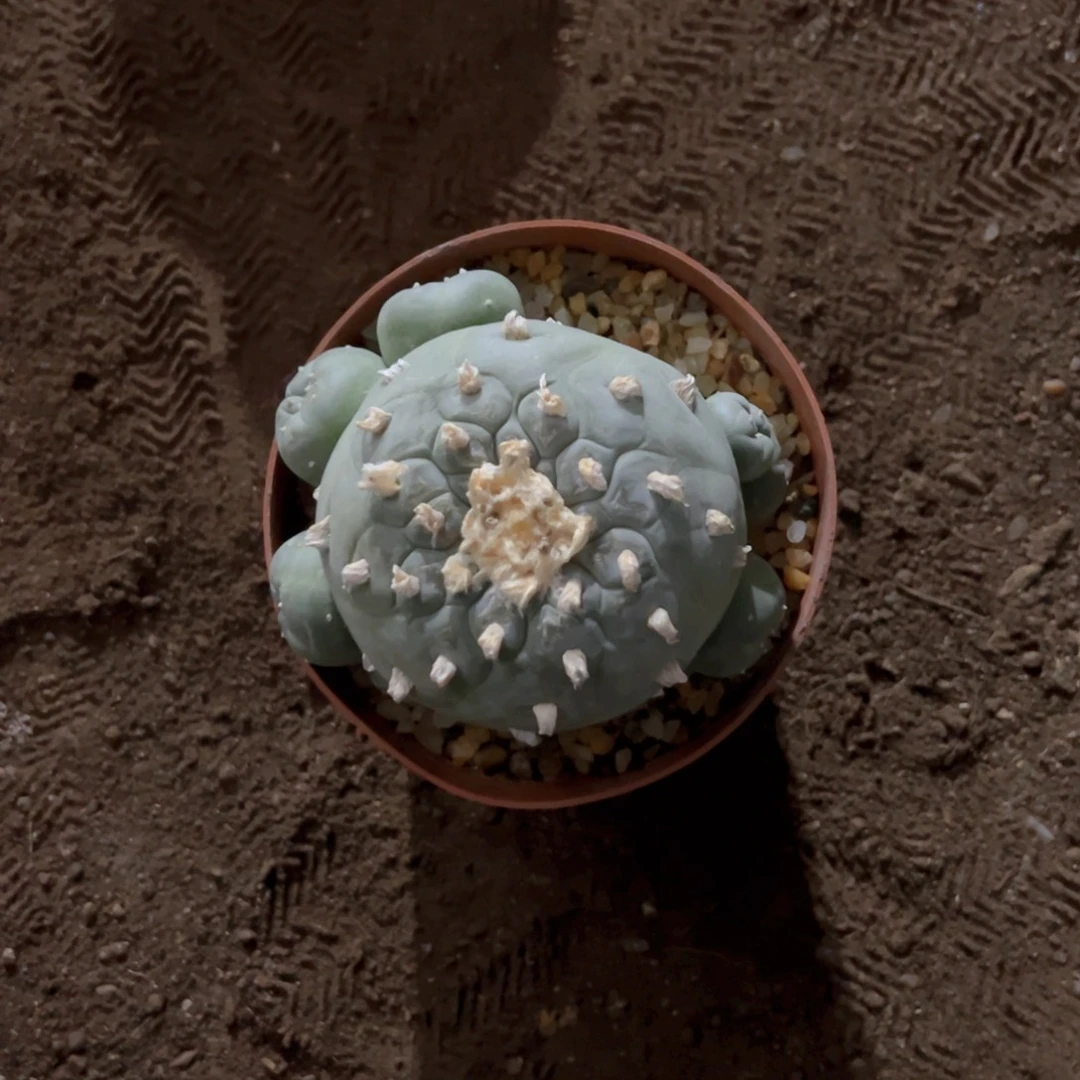 陈*实生带盆H888gghjjk