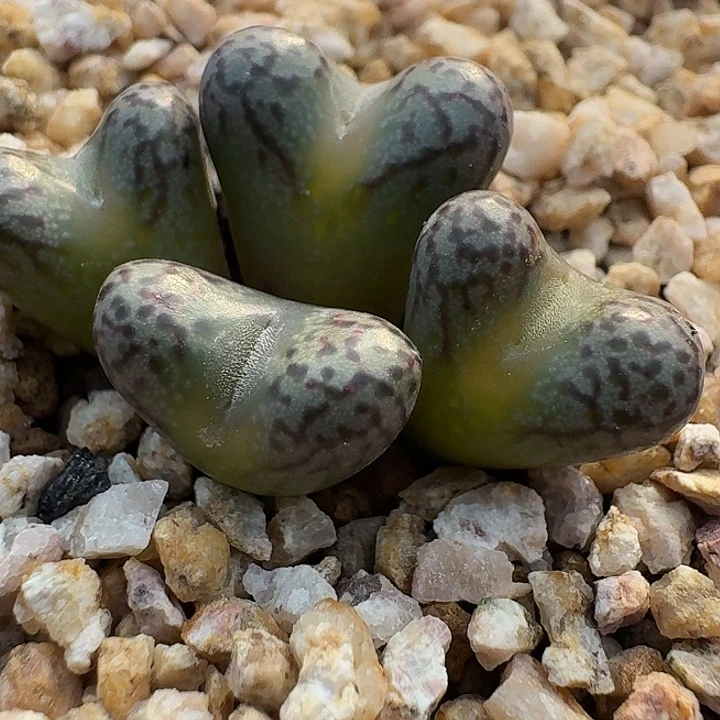 18 春传杂交肉锥。