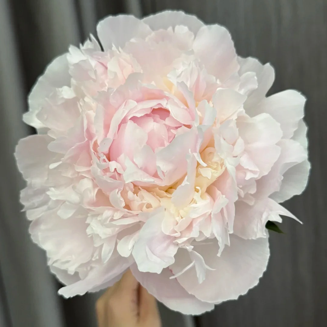 云花巷 * 佛罗伦萨  新西兰进口芍药鲜花优选顺丰直发